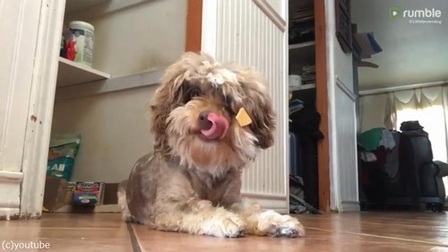 長毛ならではの悩み01