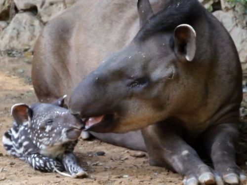 パグの赤ちゃんの愛情表現00