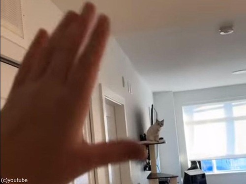 手を振る猫