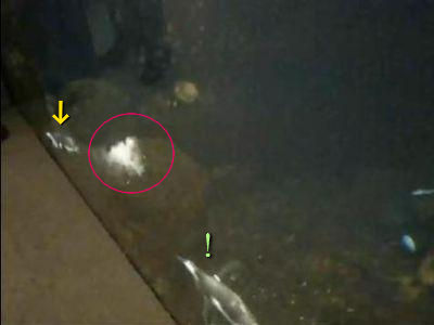 �ڥ󥮥�Τ��ʤ�