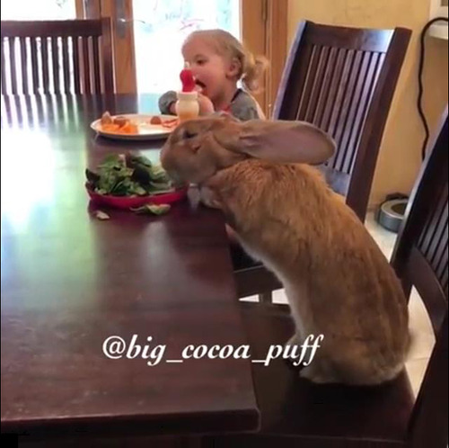 うちの大きなウサギは一緒に朝食を食べる02