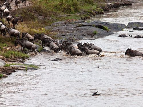 ヌーを助けるカバ04