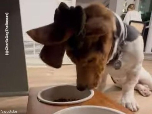 「これなら邪魔にならない…」長い耳をまとめて食事する犬（動画）