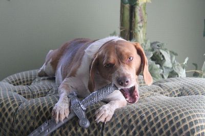 デンジャラス猫&犬14