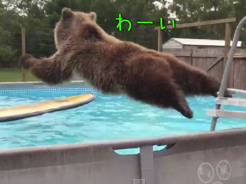 プールとクマ00