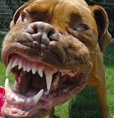 顔面凶器の犬06