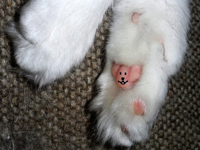 猫の肉球にテディベア03