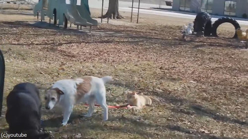 犬のリードを離してくれない猫01