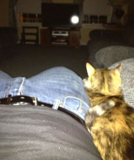 うちの猫じゃない19