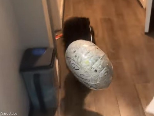 「追いかけてくる!?」風船を与えたら猫が暴走を引き起こす（動画）