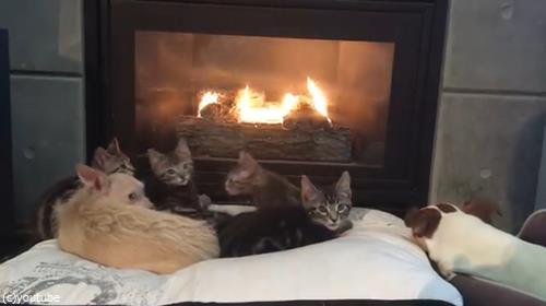 暖炉でくつろぐペットたちに02