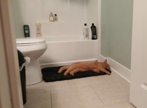 帰宅したら…見知らぬ猫がいる08