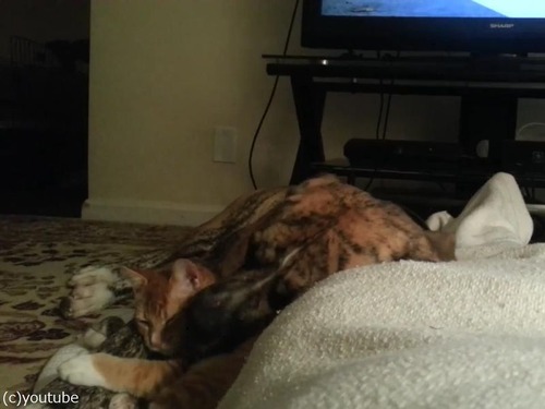 犬と猫が出会って2週間後05