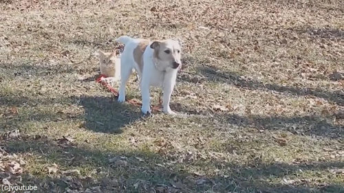 犬のリードを離してくれない猫03