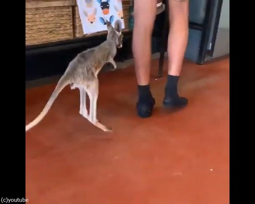 ī���Ϥ�򤪤ͤ��ꤹ���֤���󥫥󥬥롼03