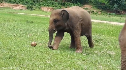 赤ちゃんゾウはサッカーに夢中01