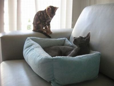 猫の場所取り02
