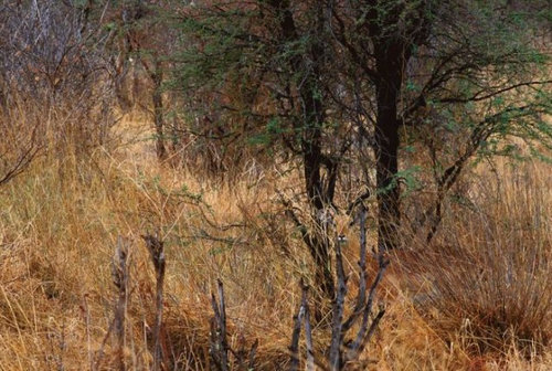 動物はどこ？11