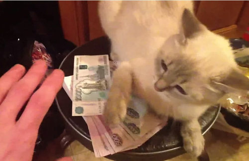 お金の番をする猫01