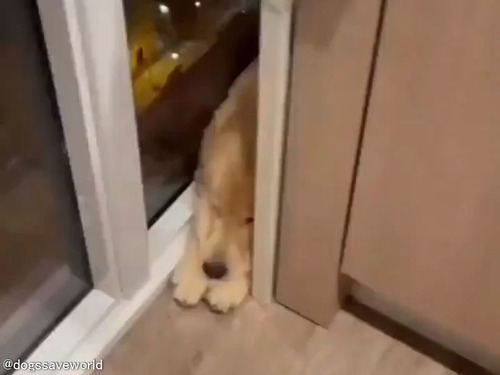 「うちの犬が落ち込んだときにいる場所…」ギュッと抱きしめたくなる表情がこちら