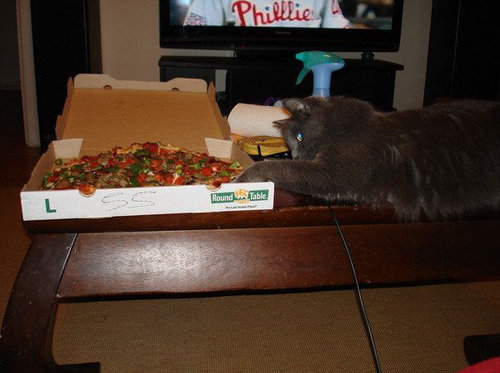ピザ猫22