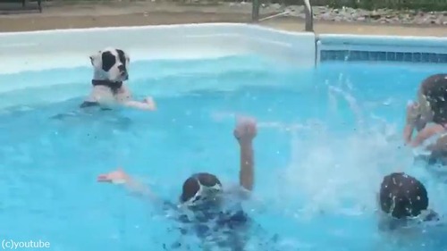 子どもたちから水遊びを教わるワンちゃん03