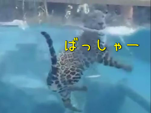 ジャガーの泳ぎ00