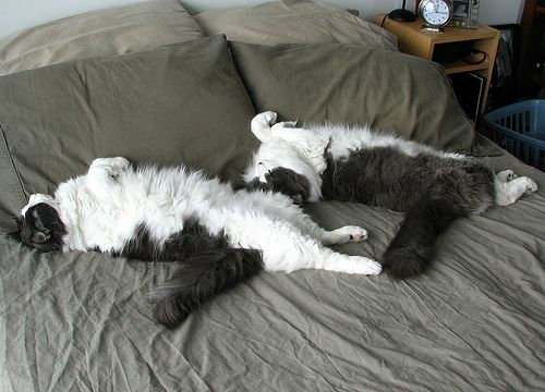 シンクロナイズド猫08