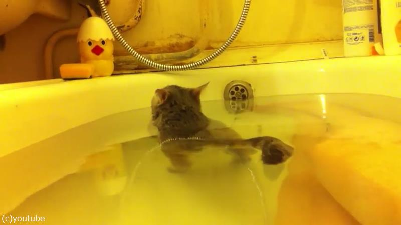 こんなにお風呂が好きな猫 見たことある 動画 らばq