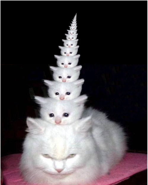 猫が太りすぎたと思うとき08