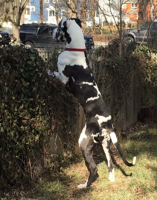 犬好きのお隣さん02