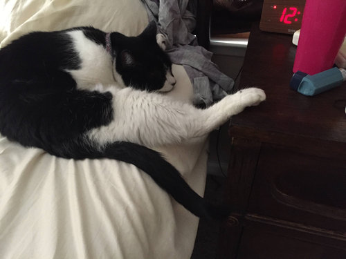 足をちょこんと置く猫07