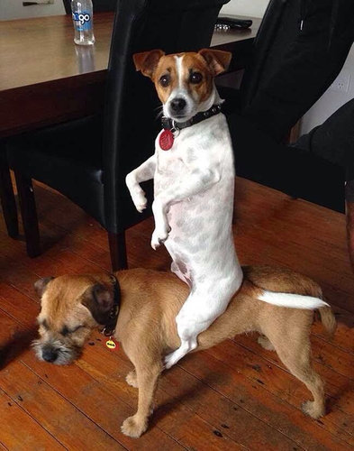 犬に踏まれた犬たち05