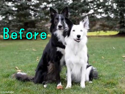 �̿��̤�򵤤ˤ��븤����00