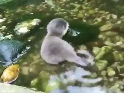 赤ちゃんカワウソと水02
