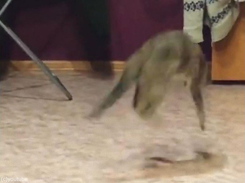 ダンサーのように華麗な猫 しっぽを追いかけて回転する 動画 らばq ダンサーのように華麗な猫 しっぽを追いかけて回転する 動画 らばq