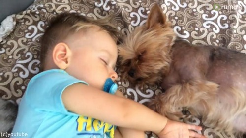 甘い!甘すぎる!赤ちゃんたちのお昼寝風景01