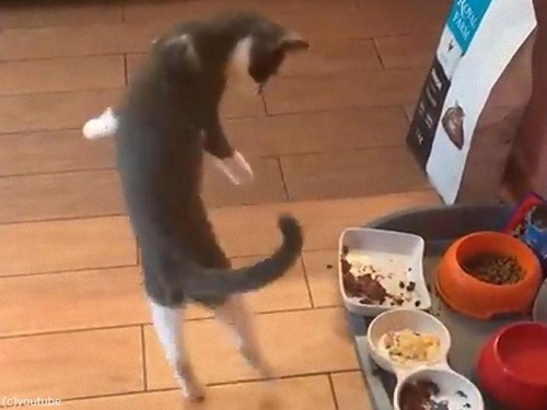 �����Ĥ˶�ʳ�����ǭ03