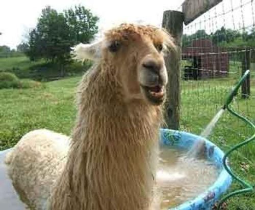 プールに動物09