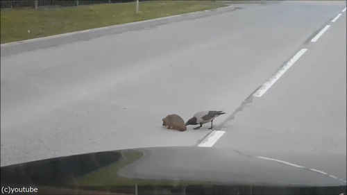 ハリネズミをカラスが助ける01