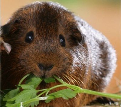 ������Ĺ30