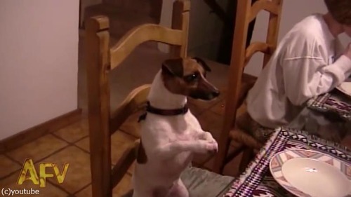 家族の「お祈り」を見て愛犬は…04