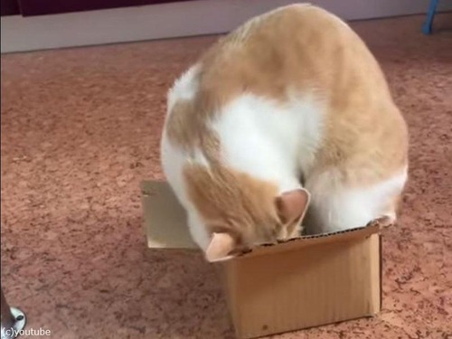 小さい箱に入りたがる猫