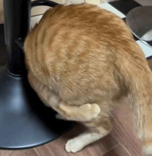 「猫が『独自の遊び』をしているのを目撃してしまった…その動きに釘付けだ」02