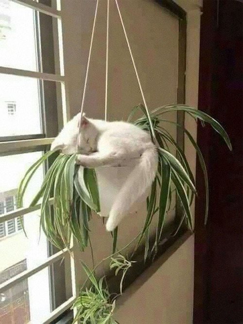 猫はどこでも寝る13