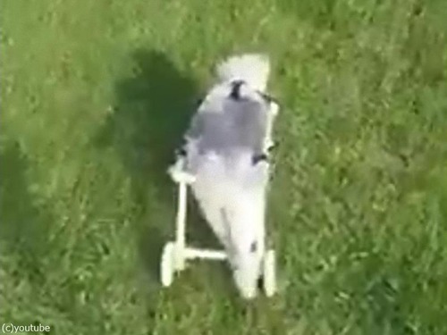 足が不自由な犬の車いす03