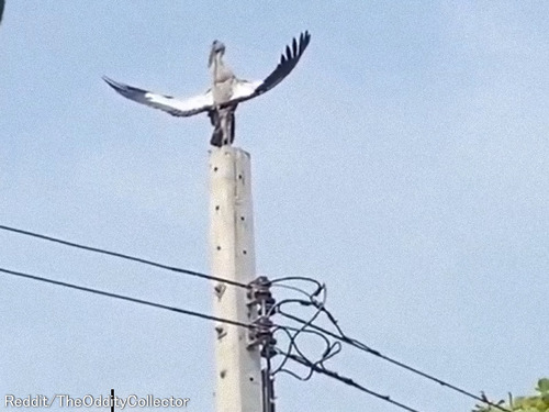 ӏя«ď¹·»̏¾яޏ쏢¡00