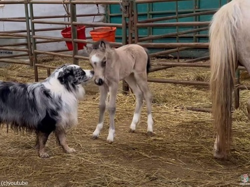 生後36時間の子馬と犬が仲良しに