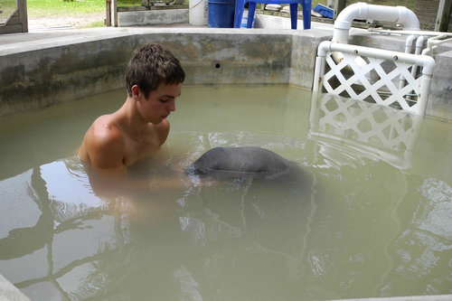 マナティの赤ちゃんを保護した少年05