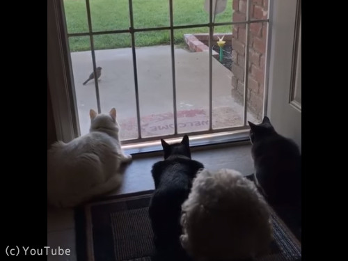 犬と猫の違い02